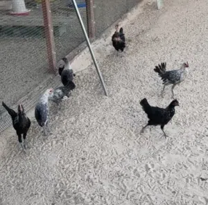 دجاج 4 شهور فيومي