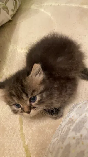 قطط اناث شيرازيات
