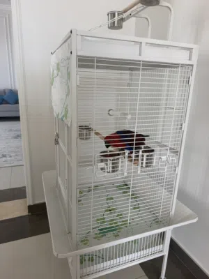 اكلكتوس Eclectus