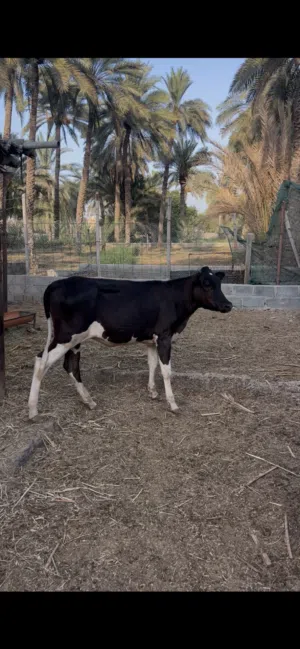 للبيع العمر سنه ونص