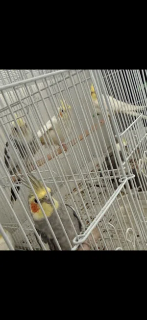 4 كروان بيعة سريعة