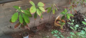 شتل افوكادو