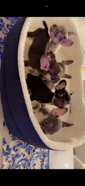 Quality french bulldog