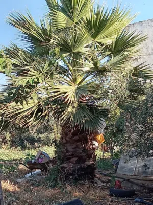 شجرة زينه وشنطونيا ارتفاع 5َ متر