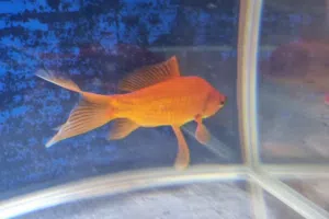 حمراء بالكامل FULL RED