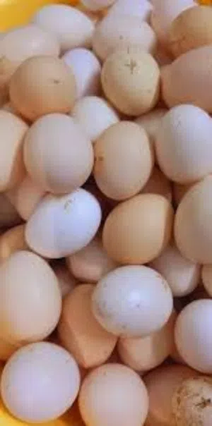 بيض بلدي مخصب للفقاسات كميات