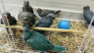 للبيع فروخ بغبغاء دره ملونه مع سيريلاك وإبرة غر