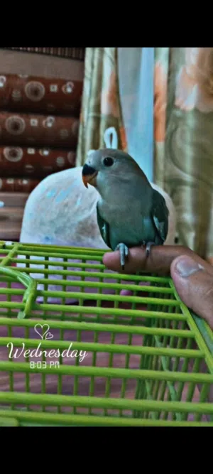 روز لترويض العمر شهر او شهر ونصف