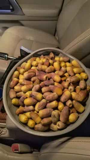 رطب نغال الضاهره