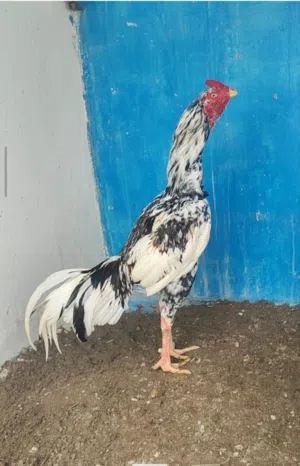 ديك باكستاني بتشو