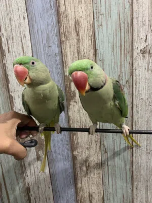 Neplai parrots