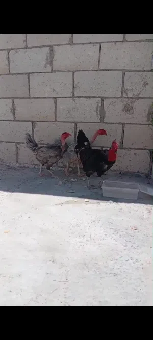 دجاج ابو رقيبه