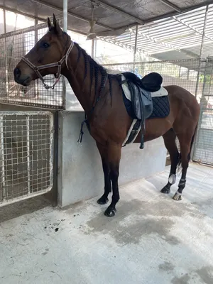 ‏خيل‏0
