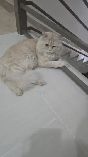 Orange Persian Cat - 2yo Male