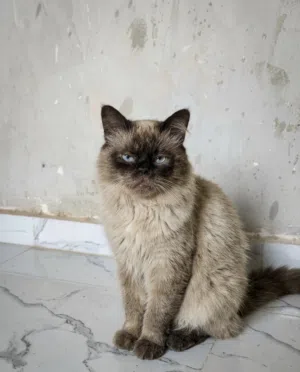 انثى حاجة صح Himalayan) أو سيامي بيكي فيس (Peke-face)