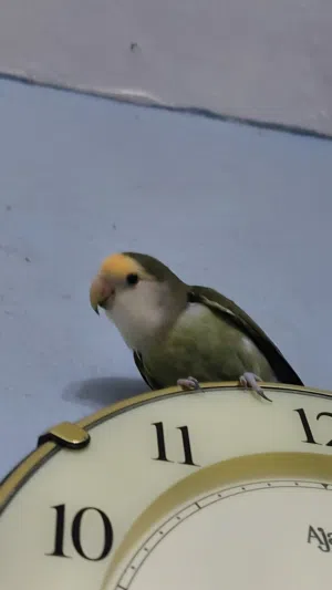 روز نص ولافه للبيع