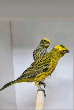 جوز كنار لزارد بصلاة عنبي