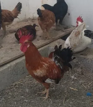 دياكه لي البيع
