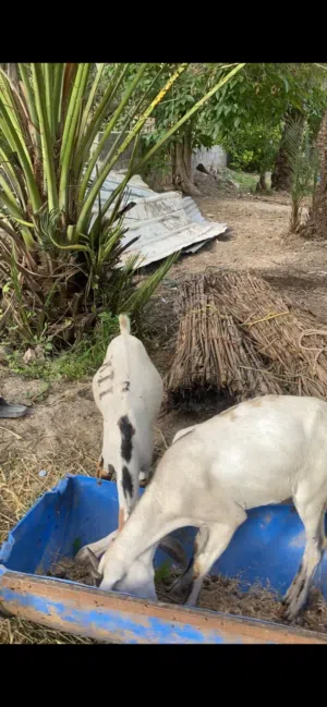 للبيع جداي صوماليه مطعومه 3شهور سمان فول الحمدالله الي يريد يذبح او للعيد مره امورهن طيبه شوف الوصف