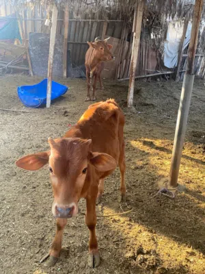 للبيع ثور عماني