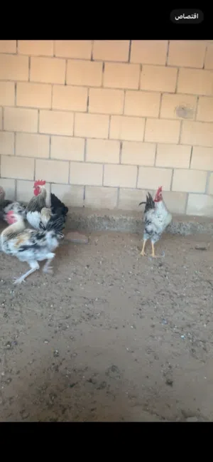ديوك للبيع