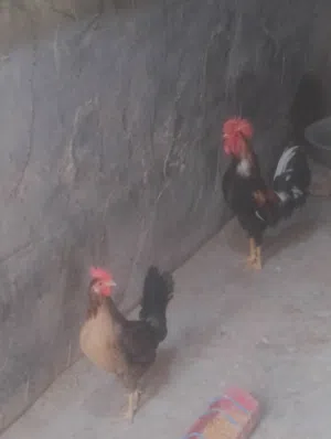للبيع ديج ودجاجه كويتي