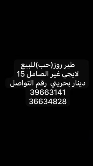 طير روز لايف مومدرب بيعا سريعة إلى صاملين