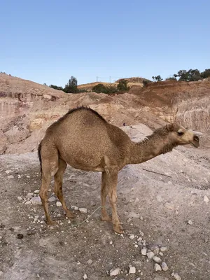 ‏جمال‏0