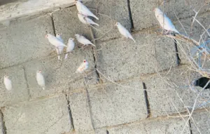 مجموعة عصافير زيبرا نوع بودا عدد17 لون ابيض و2 لون رصاصي للبيع بالجمله