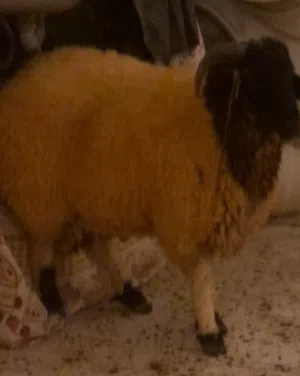 خروف للبيع