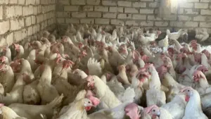 دجاج بياض فلفولي ب 8 دينار الجملة