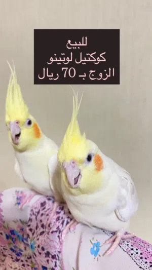 كوكتيل لوتينو منتج