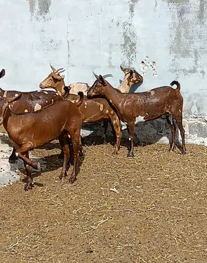 Goats1