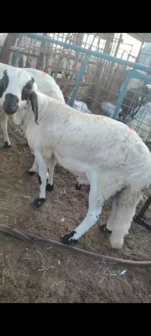 متوفر غنم سواكني تربيه