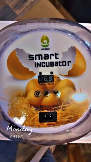 مطلوب فقاسه بيض نوع جيد ويفضل فقاسه 12 بيضه الي عنده يبعثلي وشكرآ