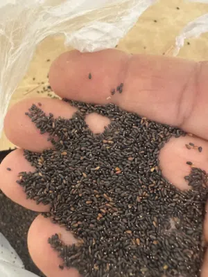 متوفر كمية من البذور النعناع الميليسا   Melissa mint seeds