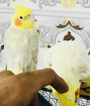 كوكتيل مال بيت شوف لوصف