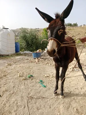 ‏حمير‏2