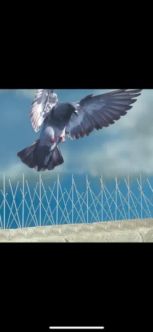 طارد الحمام والطيور