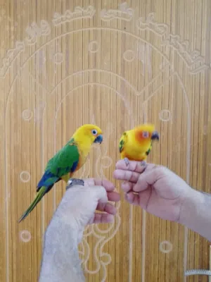 صن كنيور مزاويج نثيه وذكر