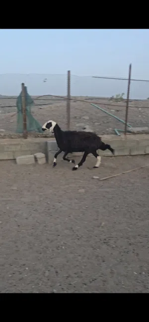 للبيع جاعده عاقر فول سمنه