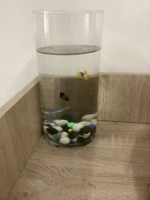 2 fancy fishes with bowl and fish food -25aed