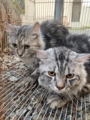 البيع قطط شيرازيات