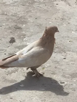 حمام طيور متاح طيرة للبيع