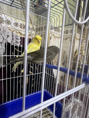 زوج كناري بوم نرويجي فحل نص فول