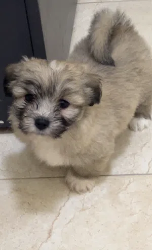 جراو شيتزو مكس فرنش