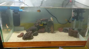 Fish0