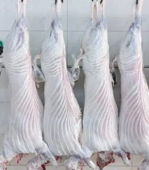 ذبح عجول وغنم