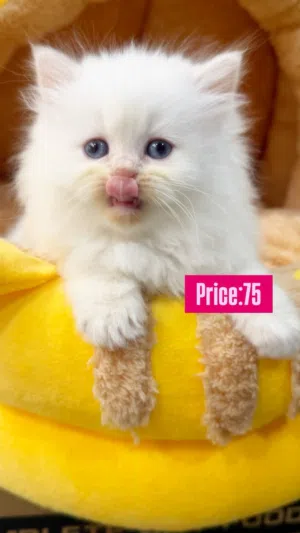For sale any items cat