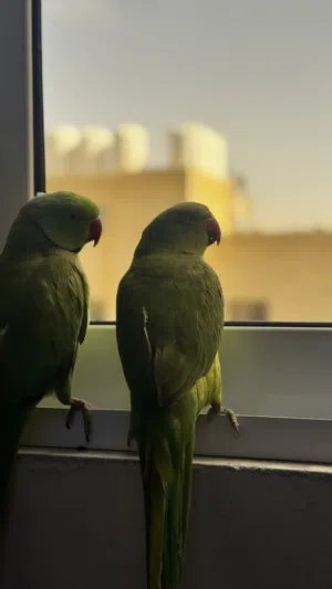 طيور دره هندي